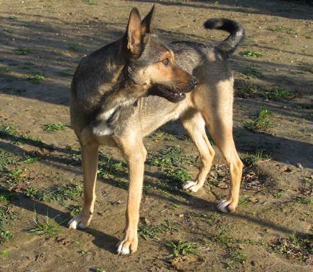 bild-4